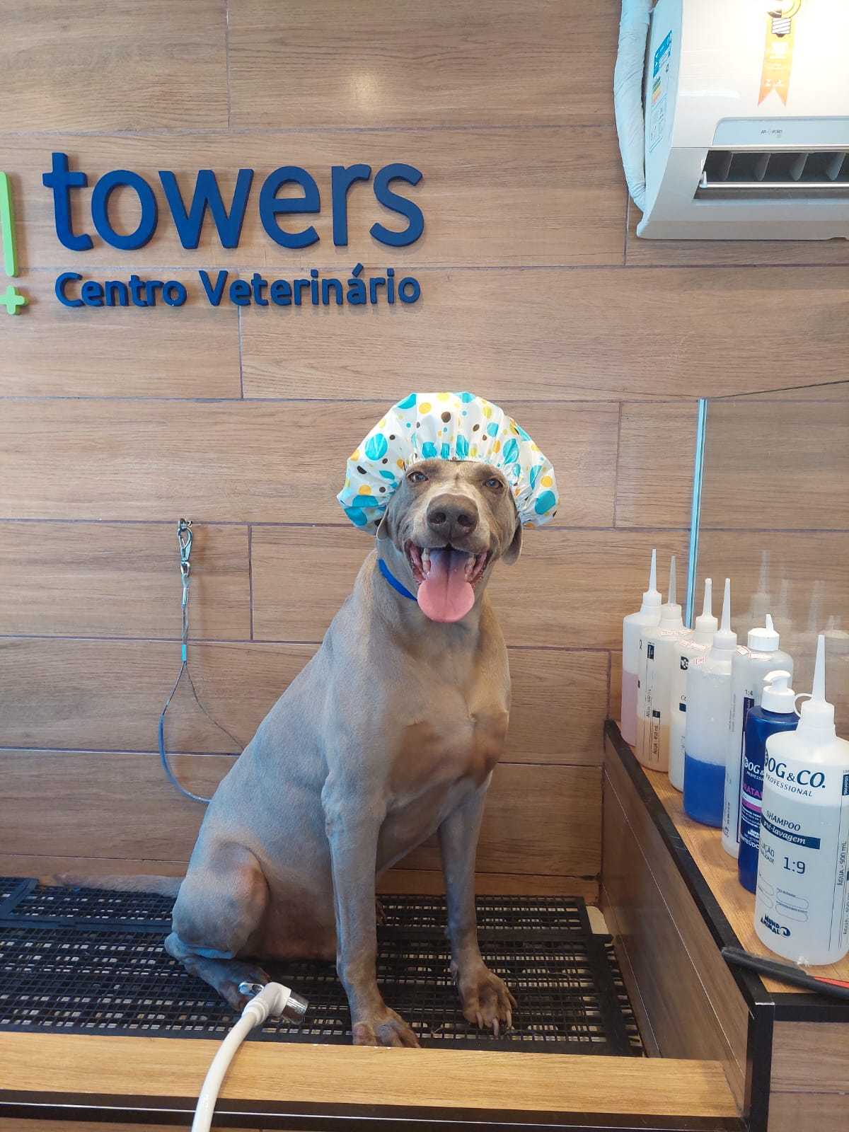 Foto da Galeria